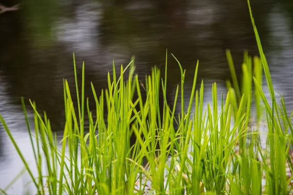 Motif d'herbe verte avec fond flou. texture estivale — Photo