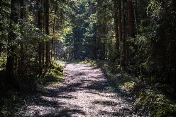 Texture de la forêt avec paroi du tronc d'arbre en été vert — Photo