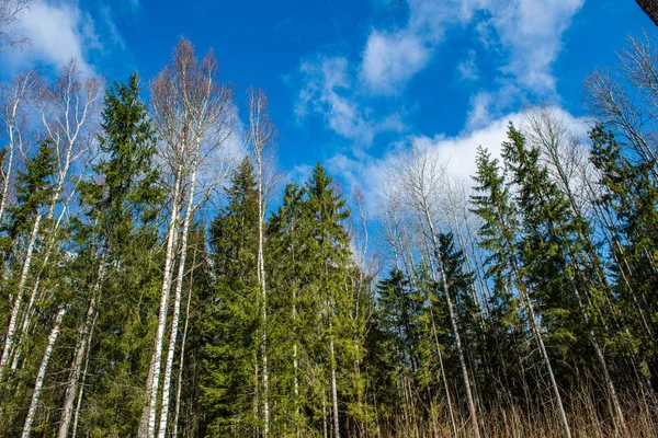 Árvore parede textura tronco na floresta com padrão de ritmo — Fotografia de Stock