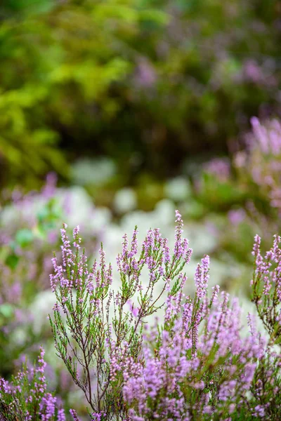 Brezo floreciente en el musgo verde del bosque en otoño — Foto de Stock