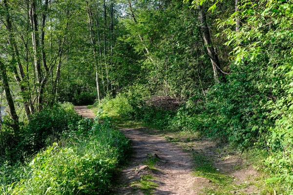 Sunny summer hiking trail footpath in the woods for tourists Stock Image