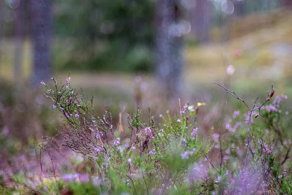 Blooming heather in green forest moss in autumn — Stock Image Blooming heather in green forest moss in autumn Stock Photo