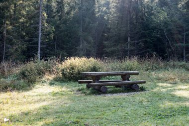 yaz güneşi rahatlama için yeşil orman parkı yaktı