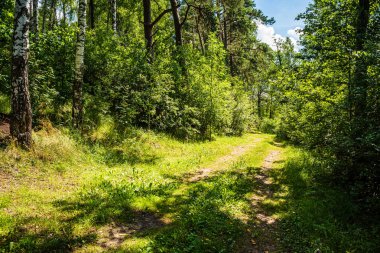 yaz güneşi rahatlama için yeşil orman parkı yaktı