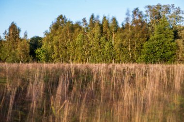 yaz güneşi rahatlama için yeşil orman parkı yaktı