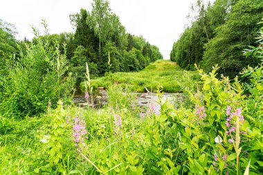 bulanıklık ile taze yeşil yaz bahar yaprakları dokulu arka plan 