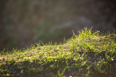 kuru eski çim su dokusunda bentleri