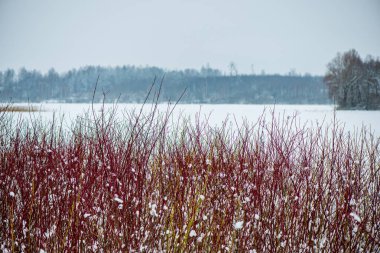 sonbahar doğada eski kuru bitki örtüsü dokusu