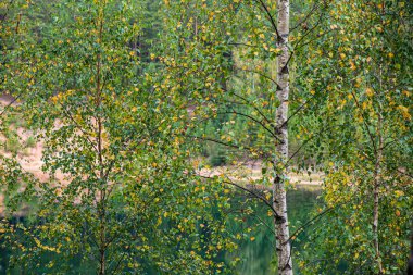 yaz güneşi rahatlama için yeşil orman parkı yaktı