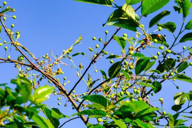 bulanıklık ile taze yeşil yaz bahar yaprakları dokulu arka plan 