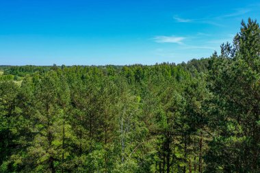 bulanıklık ile taze yeşil yaz bahar yaprakları dokulu arka plan 