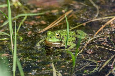 Letonya yeşil kurbağasu yüzeyinde bir gölde güneşte istirahat. Pe