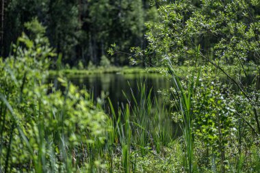 bulanıklık ile taze yeşil yaz bahar yaprakları dokulu arka plan 