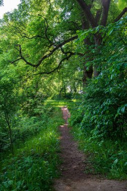 yaz güneşi rahatlama için yeşil orman parkı yaktı