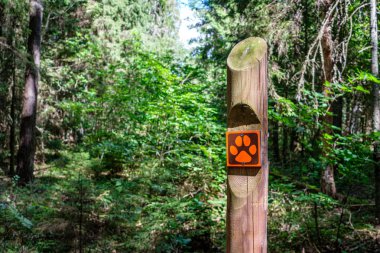 yaz güneşi rahatlama için yeşil orman parkı yaktı