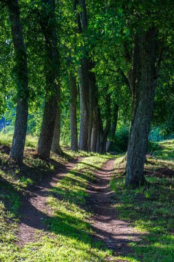 yaz güneşi rahatlama için yeşil orman parkı yaktı