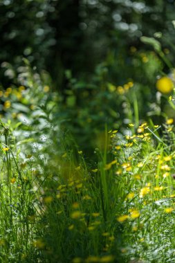 bulanıklık ile taze yeşil yaz bahar yaprakları dokulu arka plan 