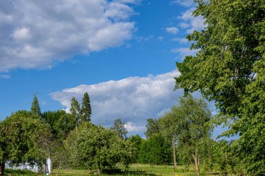 bulanıklık ile taze yeşil yaz bahar yaprakları dokulu arka plan 