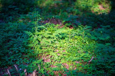 yaz güneşi rahatlama için yeşil orman parkı yaktı