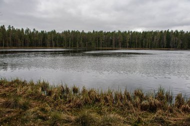 ağaçlar ve yeşil foliag yansımaları ile derin karanlık orman gölü
