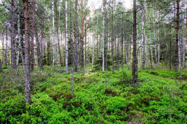 bulanıklık ile taze yeşil yaz bahar yaprakları dokulu arka plan 