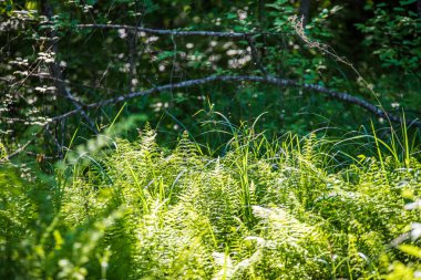 yaz güneşi rahatlama için yeşil orman parkı yaktı