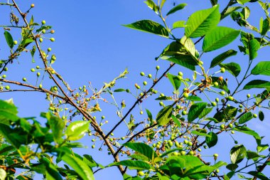 bulanıklık ile taze yeşil yaz bahar yaprakları dokulu arka plan 
