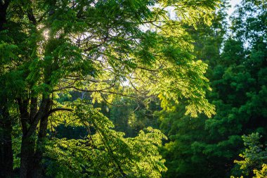 yaz güneşi rahatlama için yeşil orman parkı yaktı