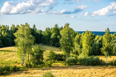 yaz güneşi rahatlama için yeşil orman parkı yaktı