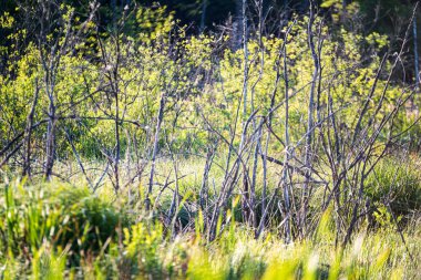 bulanıklık ile taze yeşil yaz bahar yaprakları dokulu arka plan 