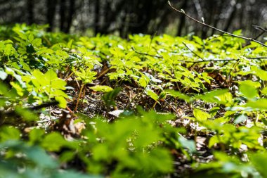 bulanıklık ile taze yeşil yaz bahar yaprakları dokulu arka plan 