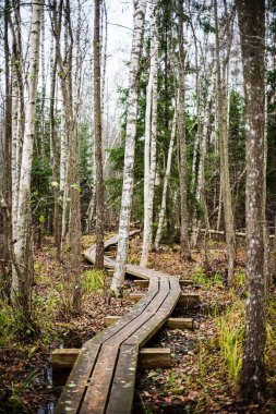 yaz güneşi rahatlama için yeşil orman parkı yaktı