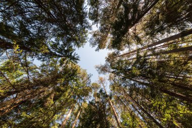yaz güneşi rahatlama için yeşil orman parkı yaktı