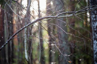 sonbahar doğada eski kuru bitki örtüsü dokusu