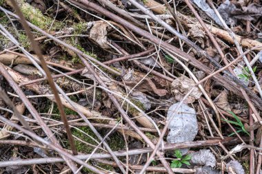 sonbahar doğada eski kuru bitki örtüsü dokusu