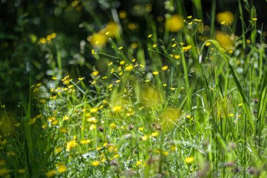 bulanıklık ile taze yeşil yaz bahar yaprakları dokulu arka plan 