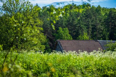 yaz güneşi rahatlama için yeşil orman parkı yaktı