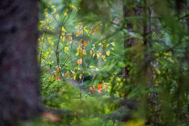 yaz güneşi rahatlama için yeşil orman parkı yaktı
