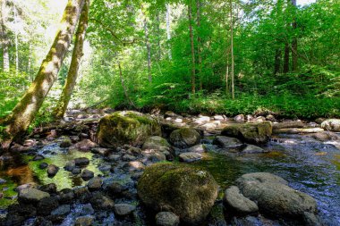 yaz güneşi rahatlama için yeşil orman parkı yaktı