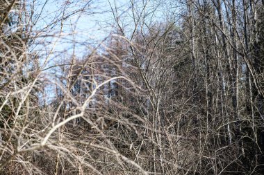 sonbahar doğada eski kuru bitki örtüsü dokusu