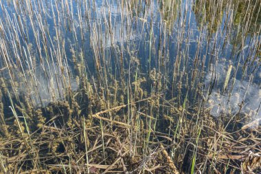 kuru eski çim su dokusunda bentleri