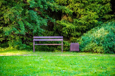 yaz güneşi rahatlama için yeşil orman parkı yaktı