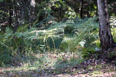 yaz güneşi rahatlama için yeşil orman parkı yaktı
