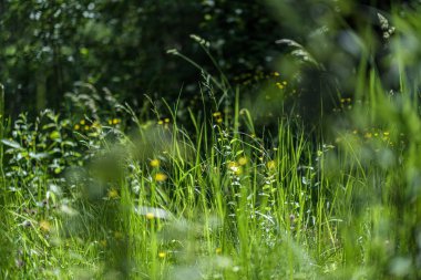 bulanıklık ile taze yeşil yaz bahar yaprakları dokulu arka plan 