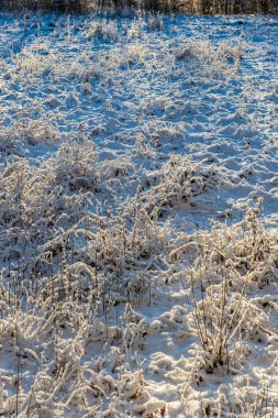sonbahar doğada eski kuru bitki örtüsü dokusu