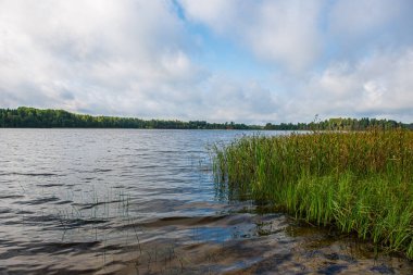 ağaçlar ve yeşil foliag yansımaları ile derin karanlık orman gölü