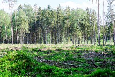 bulanıklık ile taze yeşil yaz bahar yaprakları dokulu arka plan 