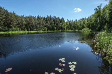 ağaçlar ve yeşil foliag yansımaları ile derin karanlık orman gölü