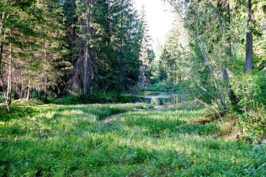 bulanıklık ile taze yeşil yaz bahar yaprakları dokulu arka plan 