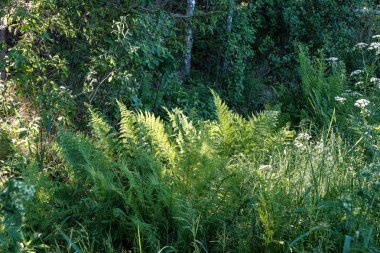 bulanıklık ile taze yeşil yaz bahar yaprakları dokulu arka plan 